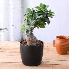 Discover the Beauty of Grafted Ficus Bonsai Plant with Gurmeet Kaur